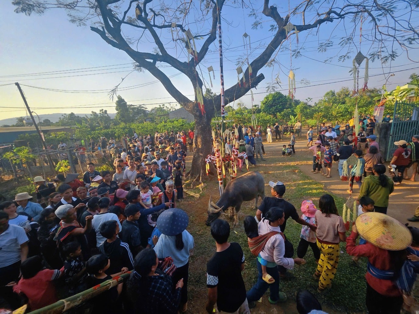 Người dân trong làng lần lượt ném gạo và dây rừng vào con trâu hiến sinh nhằm gửi gắm mong ước vào con vật sẽ hiến tế cho Yàng.