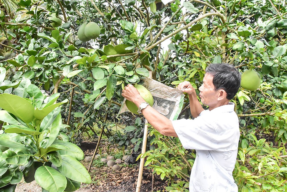 Tận dụng trùn quế nâng hiệu quả sản xuất cho mô hình bưởi hữu cơ