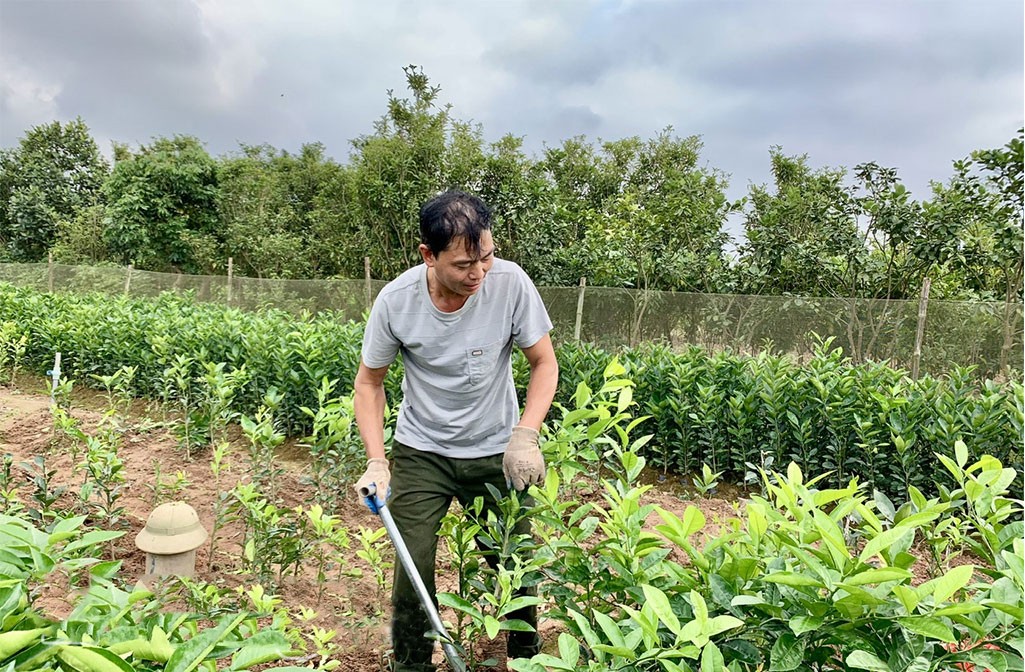 Nông dân xã Mễ Sở đánh bầu cây giống  xuất bán.