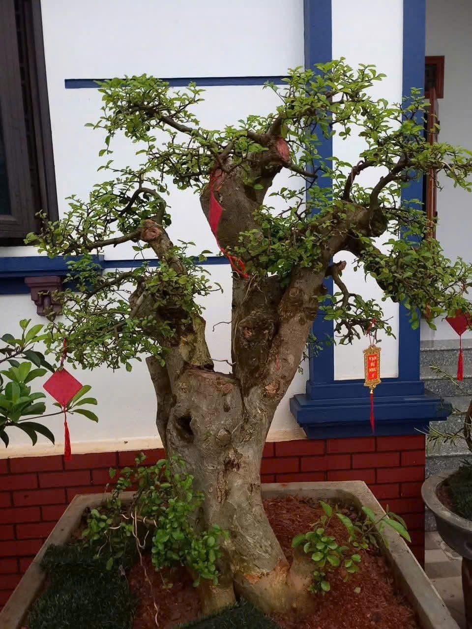 Hội CCB xã Đào Xá, Phú Thọ phát huy bản chất tốt đẹp 