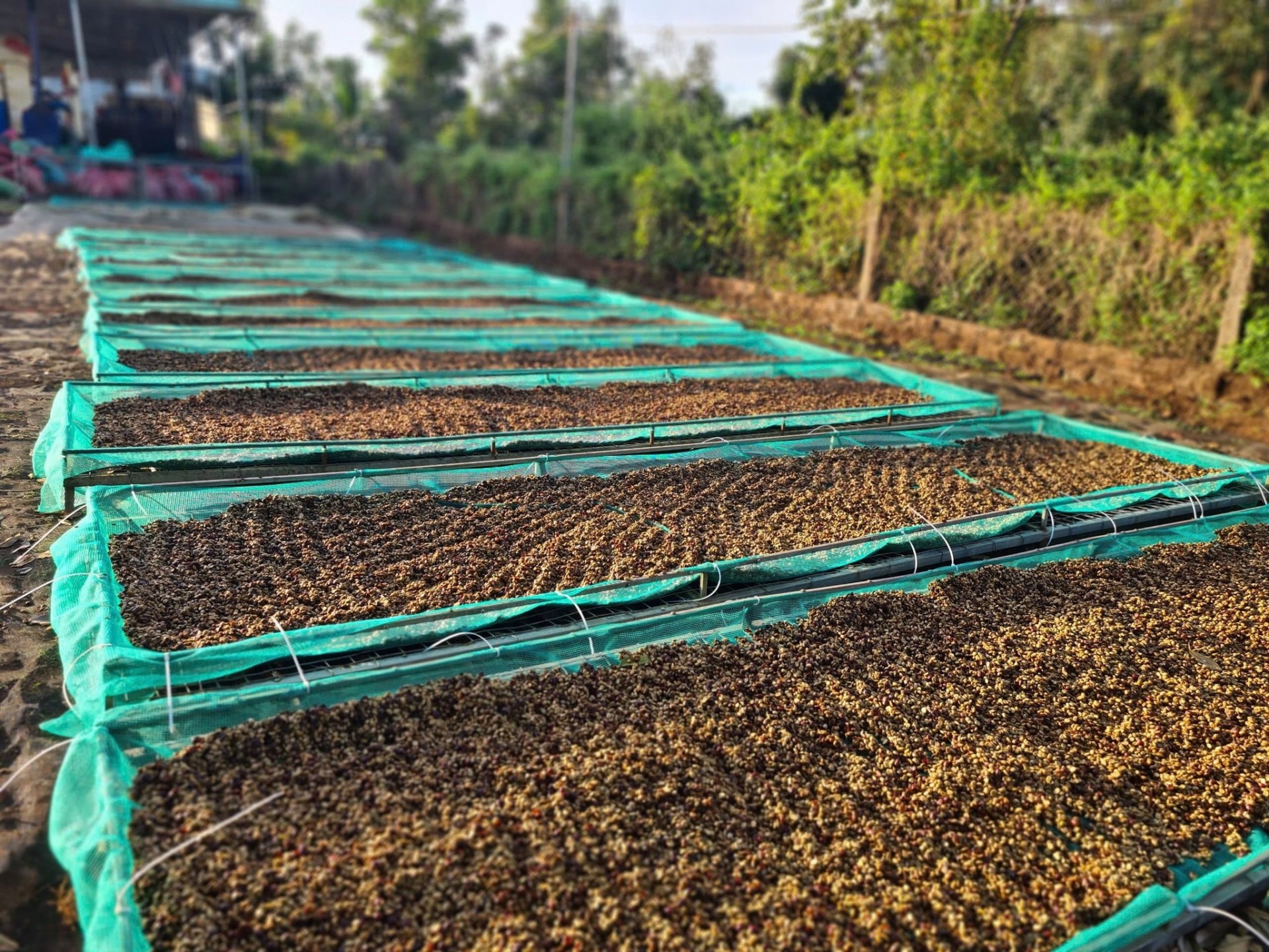 Nông trại Núi Lu chú trọng đến công đoạn sơ chế nhằm tạo ra chất lượng cao.