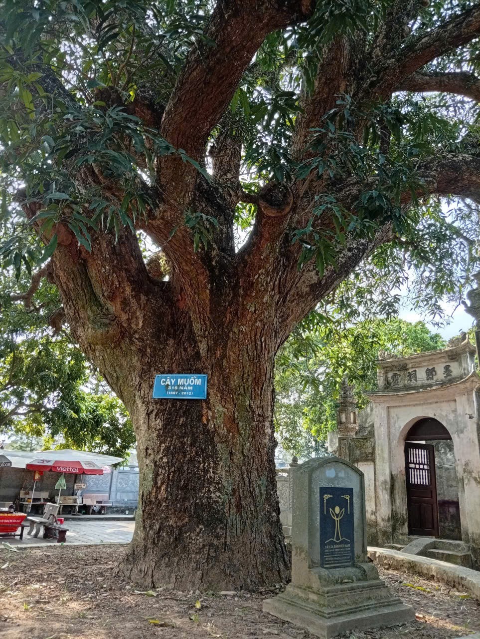 Cây muỗm hơn 300 năm tuổi trong khuôn viên chùa (ảnh: Đinh Khương)