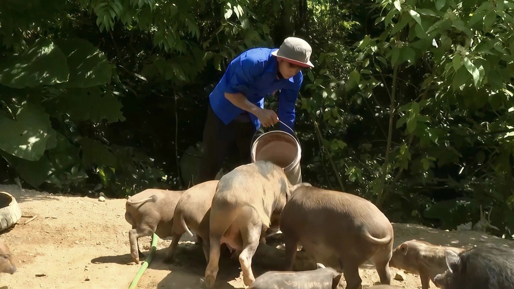 Tận dụng lợi thế rừng đồi, anh Hoàng Văn Nhan phát triển mô hình chăn nuôi lợn rừng lai, góp phần nâng cao thu nhập - Ảnh M.H