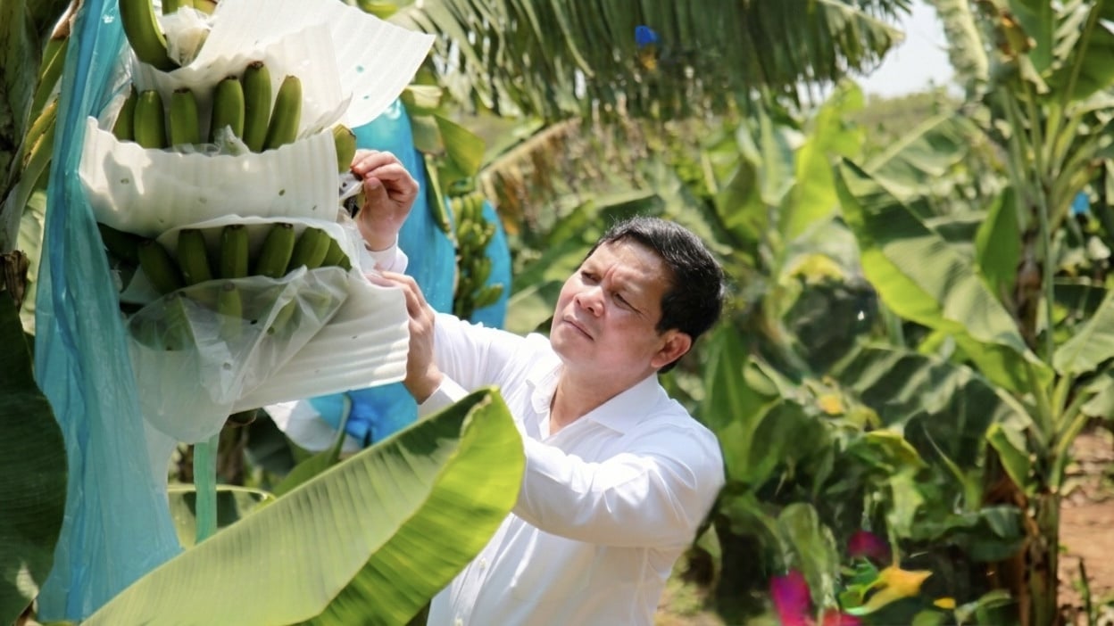 Mô hình trồng chuối Nam Mỹ ở “thủ phủ” du lịch: Mở hướng đi mới phát triển nông nghiệp Quảng Ngãi Mô hình trồng chuối Nam Mỹ ở “thủ phủ” du lịch: Mở hướng đi mới phát triển nông nghiệp Quảng Ngãi