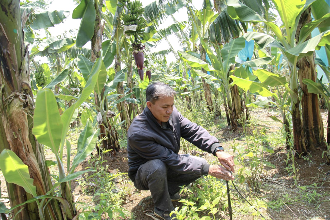 Mô hình trồng chuối Nam Mỹ ở “thủ phủ” du lịch: Mở hướng đi mới phát triển nông nghiệp Quảng Ngãi Mô hình trồng chuối Nam Mỹ ở “thủ phủ” du lịch: Mở hướng đi mới phát triển nông nghiệp Quảng Ngãi