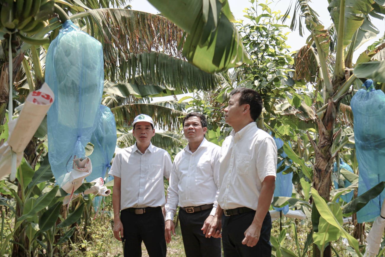 Mô hình trồng chuối Nam Mỹ ở “thủ phủ” du lịch: Mở hướng đi mới phát triển nông nghiệp Quảng Ngãi Mô hình trồng chuối Nam Mỹ ở “thủ phủ” du lịch: Mở hướng đi mới phát triển nông nghiệp Quảng Ngãi