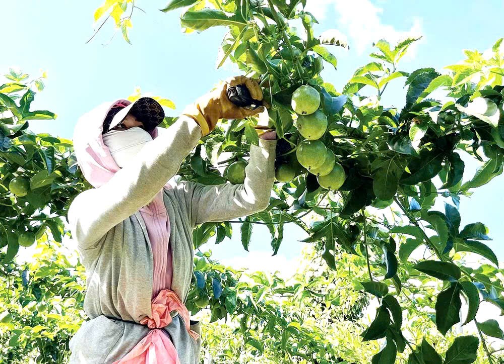 Gia Lai phấn đấu phát triển diện tích trồng chanh dây của tỉnh đến khoảng 10.000ha trong thời gian tới. Gia Lai phấn đấu phát triển diện tích trồng chanh dây của tỉnh đến khoảng 10.000ha trong thời gian tới.