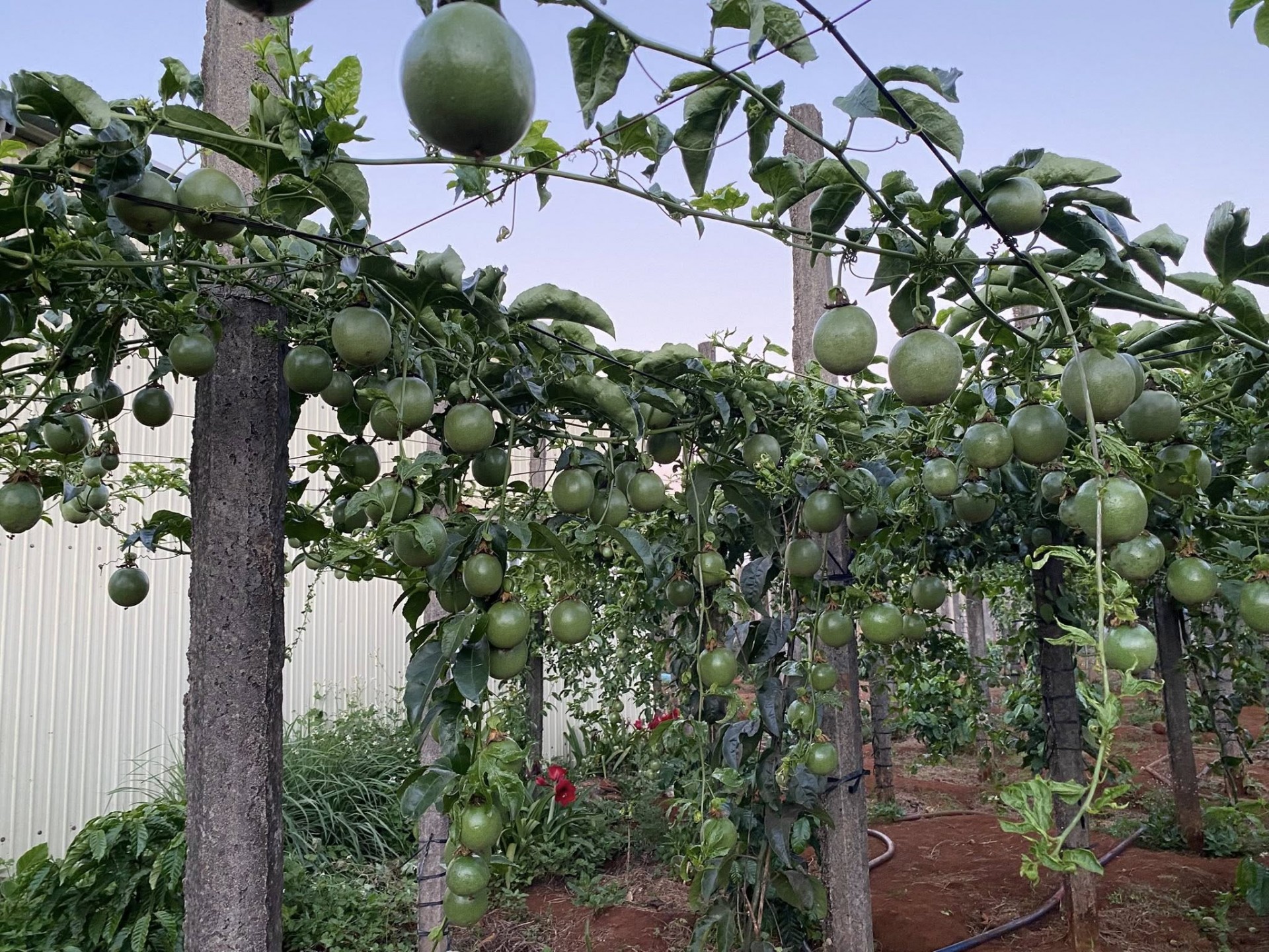 Việc tổ chức lại sản xuất theo chuỗi liên kết từ trồng trọt, chế biến đến tiêu thụ là yêu cầu cấp thiết. Việc tổ chức lại sản xuất theo chuỗi liên kết từ trồng trọt, chế biến đến tiêu thụ là yêu cầu cấp thiết.