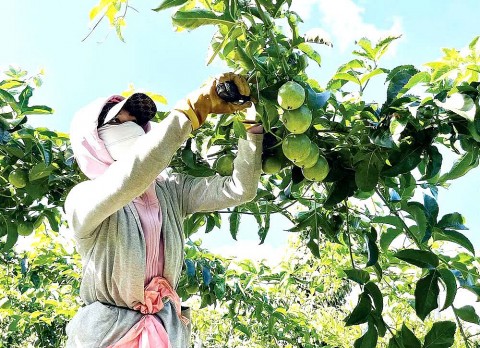 gia lai tai cau truc nganh hang chanh day theo huong ben vung