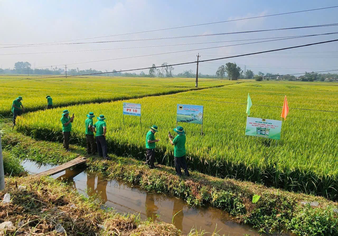 Mô hình canh tác lúa “Hành trình xanh” cho hiệu quả năng suất đạt 9,5 tấn/ha. Ảnh: ĐVCC Mô hình canh tác lúa “Hành trình xanh” cho hiệu quả năng suất đạt 9,5 tấn/ha. Ảnh: ĐVCC