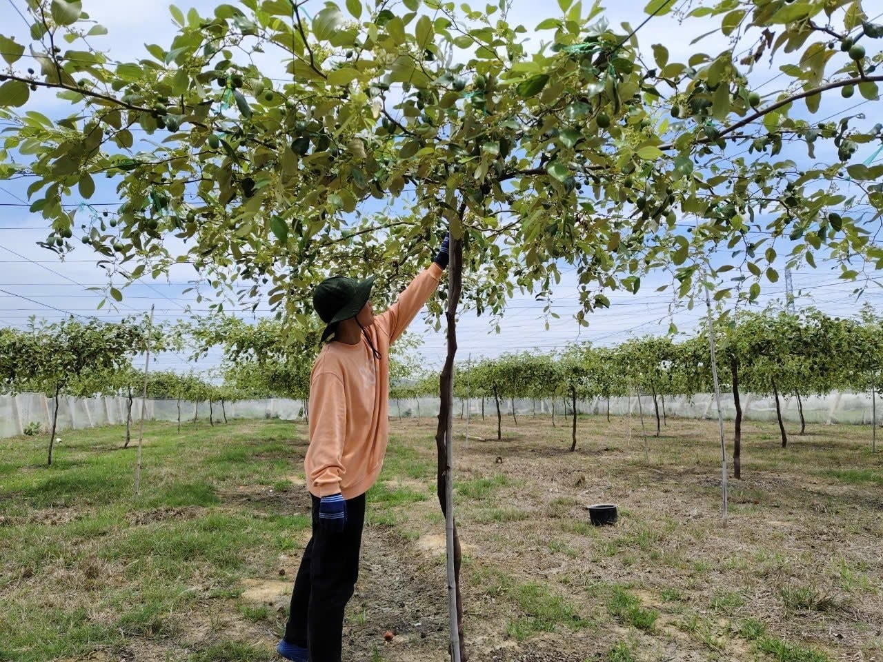 Lâm Đồng phân loại 103 xã xây dựng nông thôn mới giai đoạn 2026 - 2030