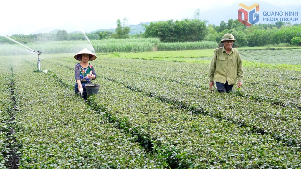  Mô hình trồng chè theo tiêu chuẩn VietGAP của gia đình ông Bùi Văn Cử (thôn 6, xã Quảng Đức) cho thu nhập cao, góp phần xây dựng NTM địa phương.  Ảnh Vân Anh 