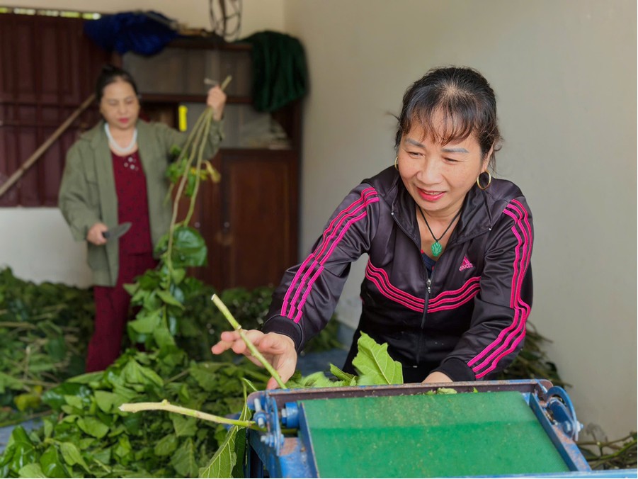 HÀ TĨNH:  Làm giàu từ mô hình nuôi tằm “ngủ điều hòa”