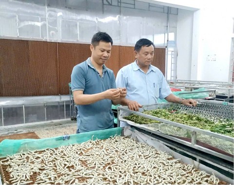 ha tinh lam giau tu mo hinh nuoi tam ngu dieu hoa