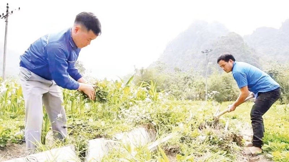 Thanh niên Tuyên Quang xung kích xây dựng nông thôn mới Thanh niên Tuyên Quang xung kích xây dựng nông thôn mới