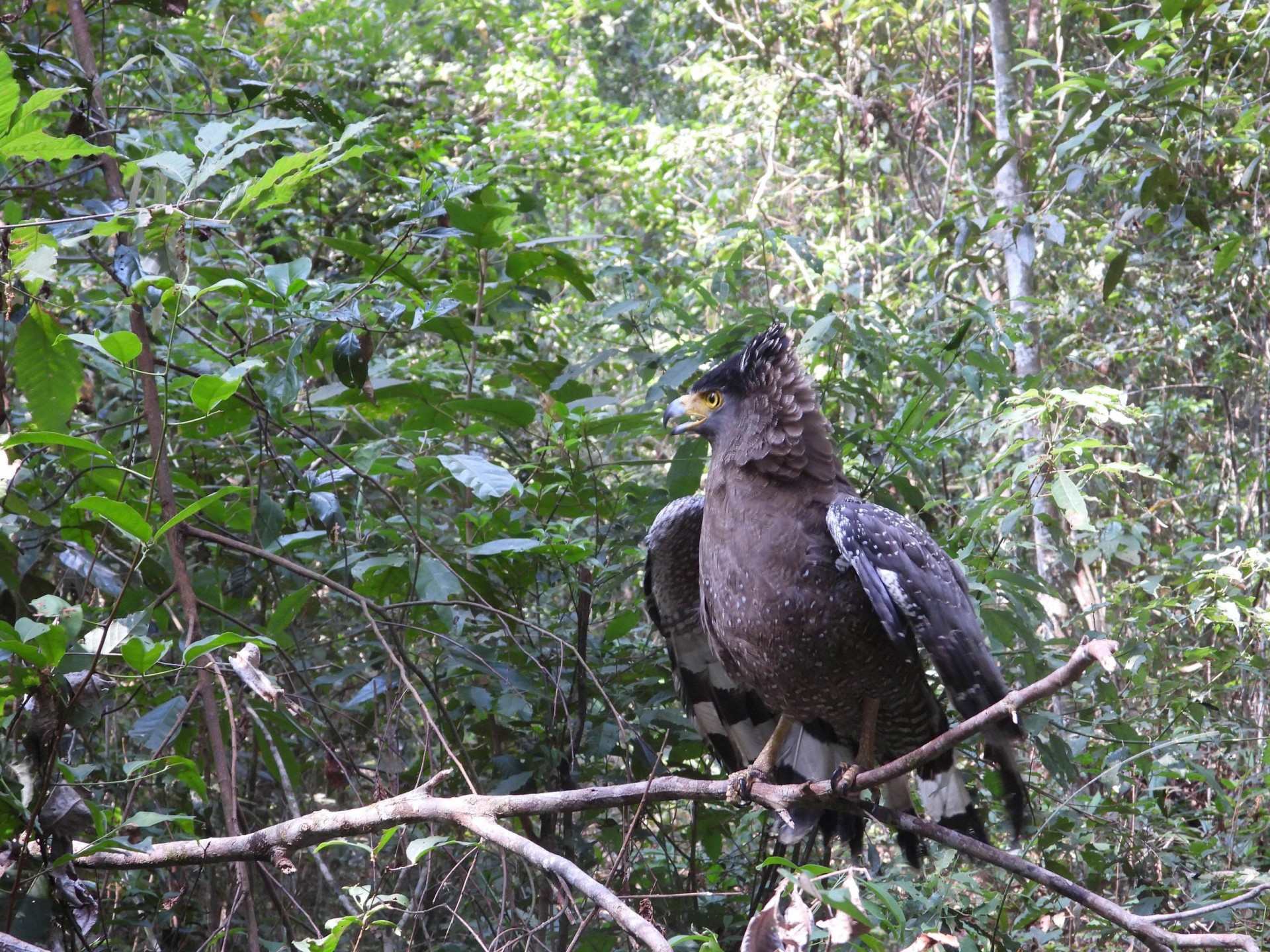 Diều hoa Miến điện được thả về rừng.