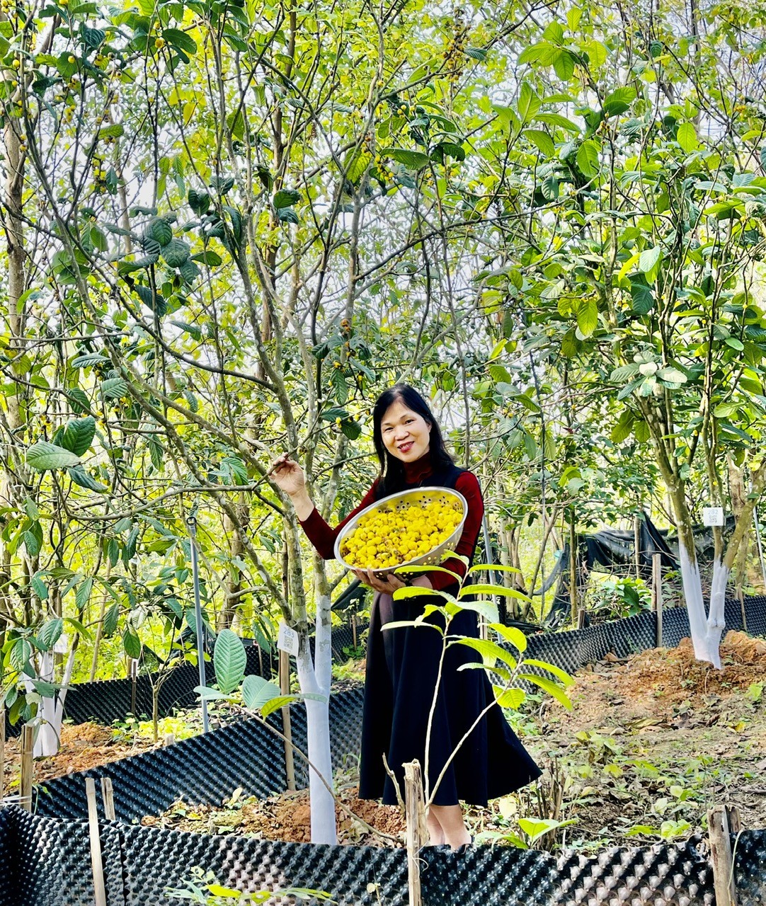 Ths Phạm Thị Lý bên những cây trà hoa vàng Hakodae Orgavina cổ thụ