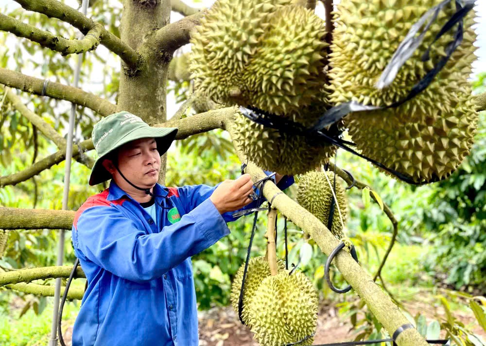 Gia Lai hướng đến hình thành các vùng chuyên canh quy mô lớn, đáp ứng tiêu chuẩn xuất khẩu.