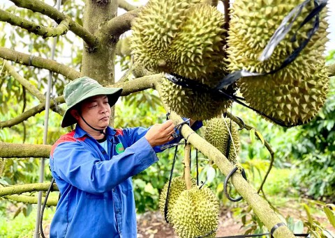 gia lai co them 13 vung trong sau rieng dat chuan xuat khau sang thi truong trung quoc