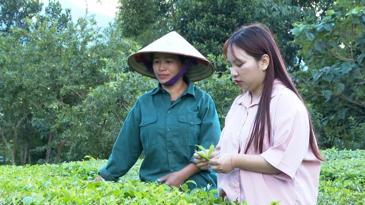 Tam nông” tạo lực đẩy cho Lai Châu bứt phá