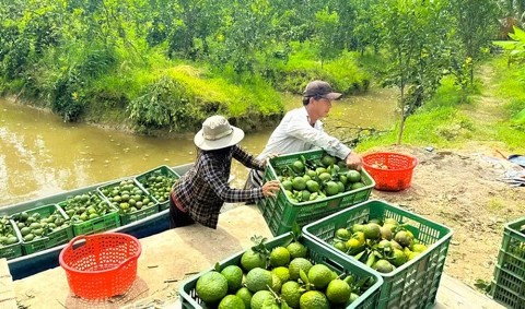 gia cam sanh tang tung ngay nong dan vinh long phan khoi