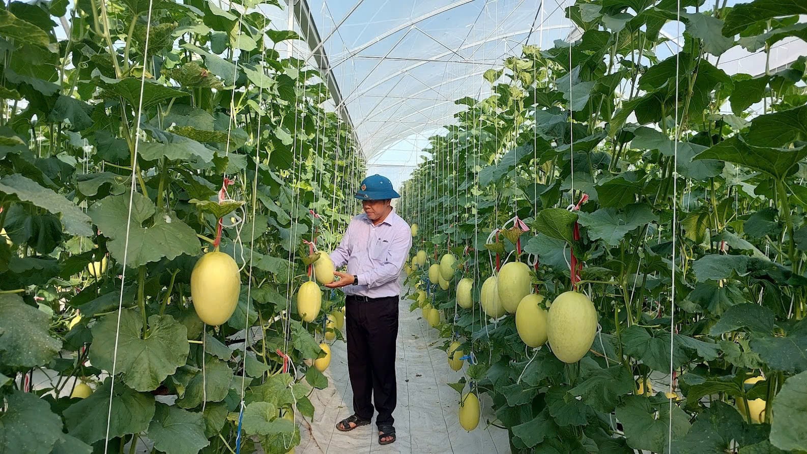 Khánh Hòa: Trồng dưa lưới công nghệ cao, năng suất vượt trội Khánh Hòa: Trồng dưa lưới công nghệ cao, năng suất vượt trội