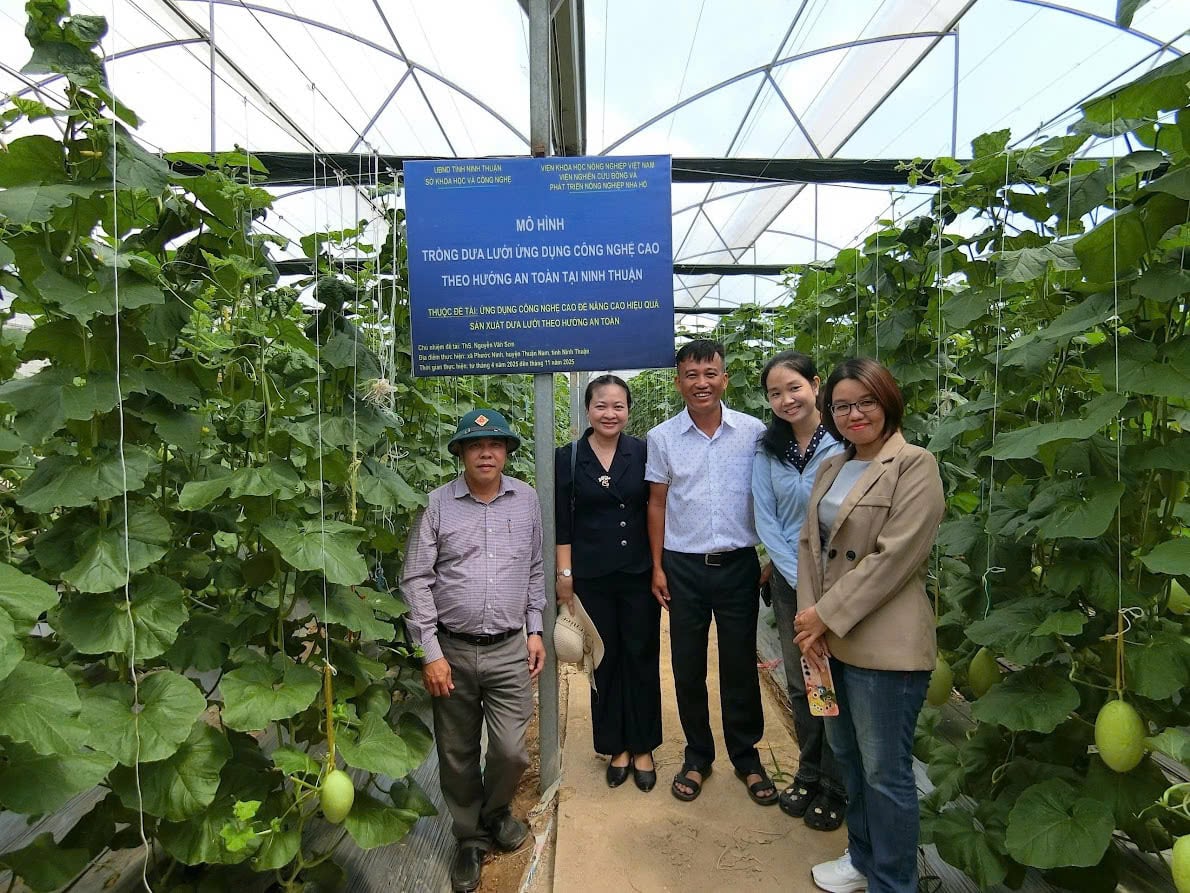 Khánh Hòa: Trồng dưa lưới công nghệ cao, năng suất vượt trội Khánh Hòa: Trồng dưa lưới công nghệ cao, năng suất vượt trội
