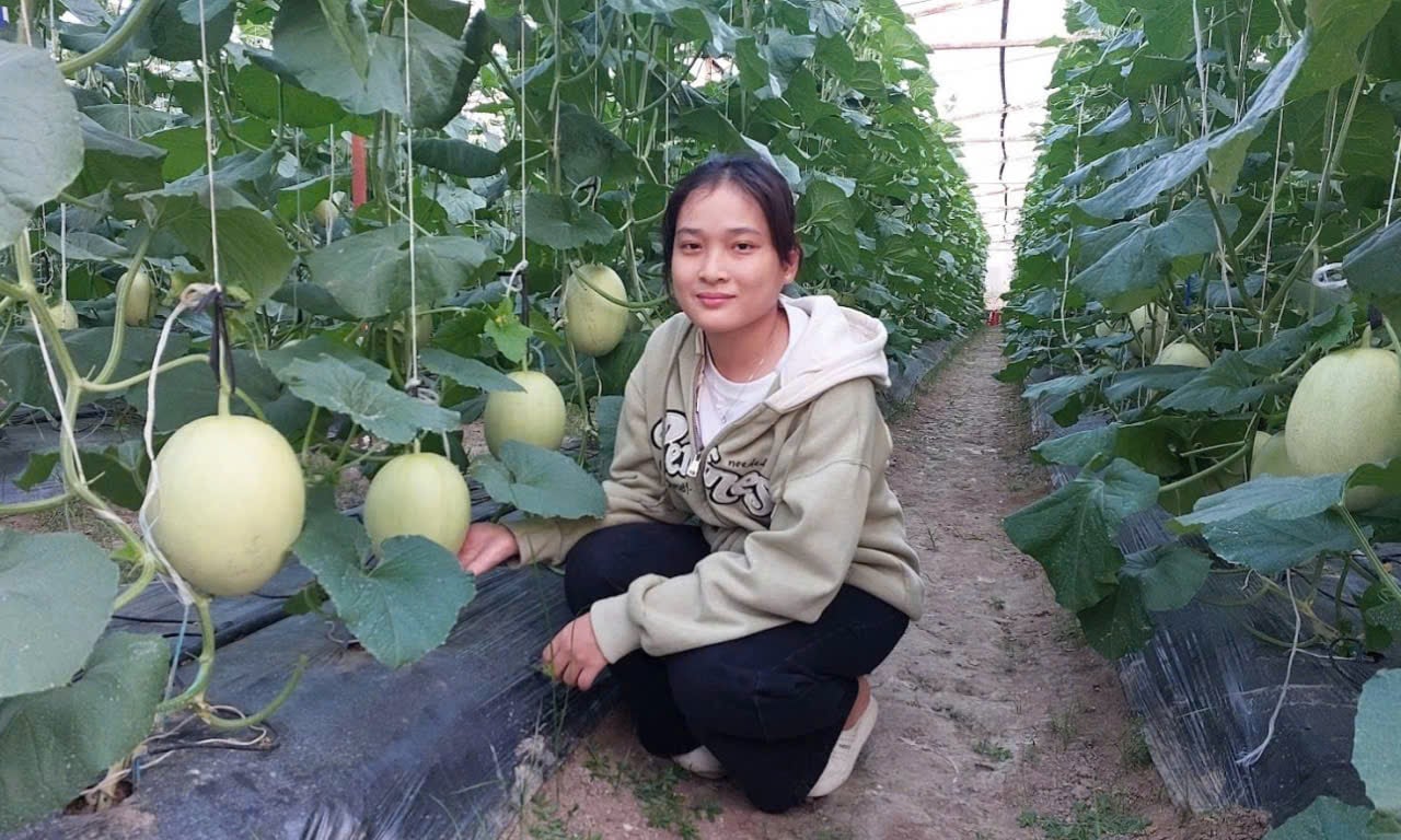 Khánh Hòa: Trồng dưa lưới công nghệ cao, năng suất vượt trội Khánh Hòa: Trồng dưa lưới công nghệ cao, năng suất vượt trội