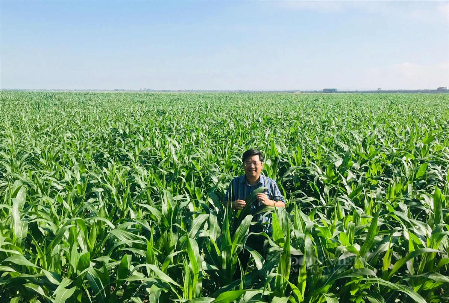 Quảng Trị: Trồng ngô sinh khối mang lại hiệu quả cao Quảng Trị: Trồng ngô sinh khối mang lại hiệu quả cao