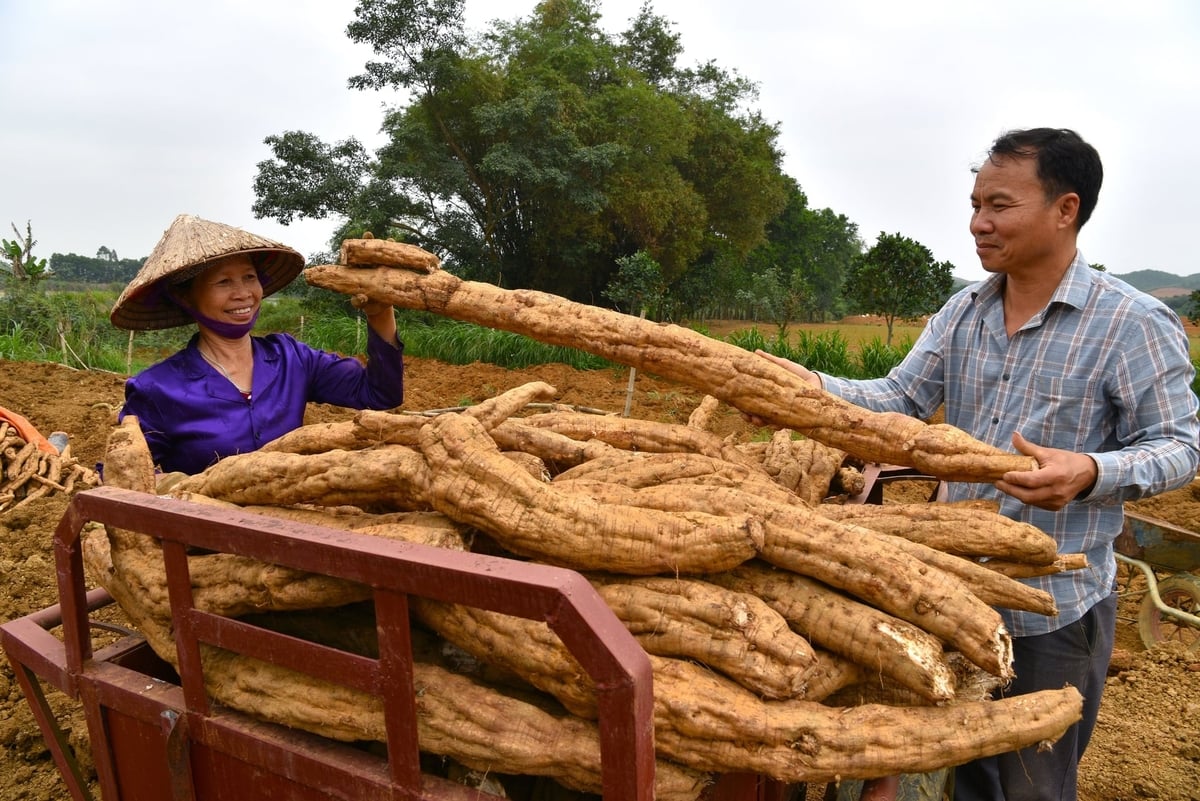 Khám phá vùng trồng sắn dây củ lớn ở Ninh Bình