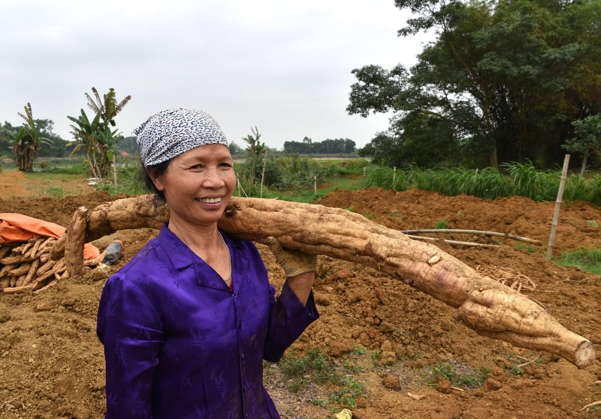 Niềm vui bên củ sắn dây cỡ lớn. Ảnh: Dương Đình Tường.