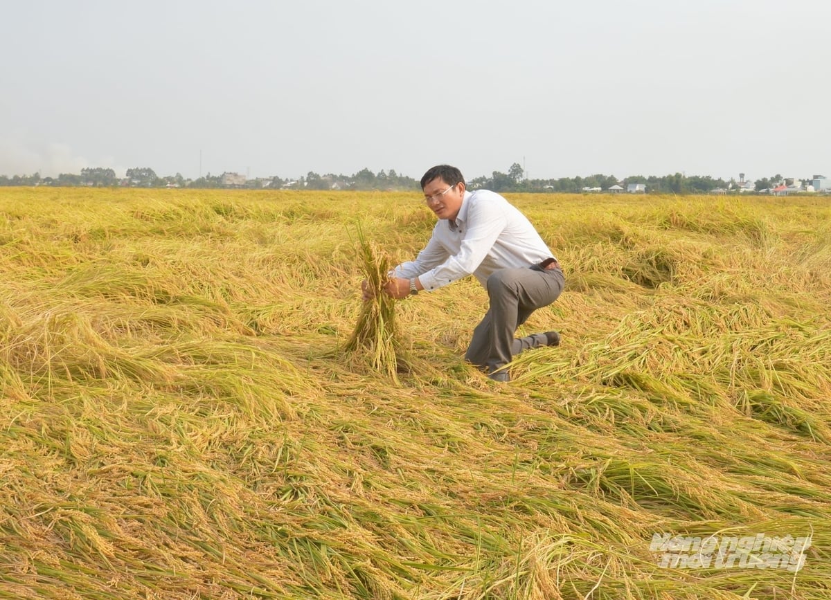 An Giang: Tháo gỡ khó khăn, chuẩn bị tốt cho vụ hè thu 2026