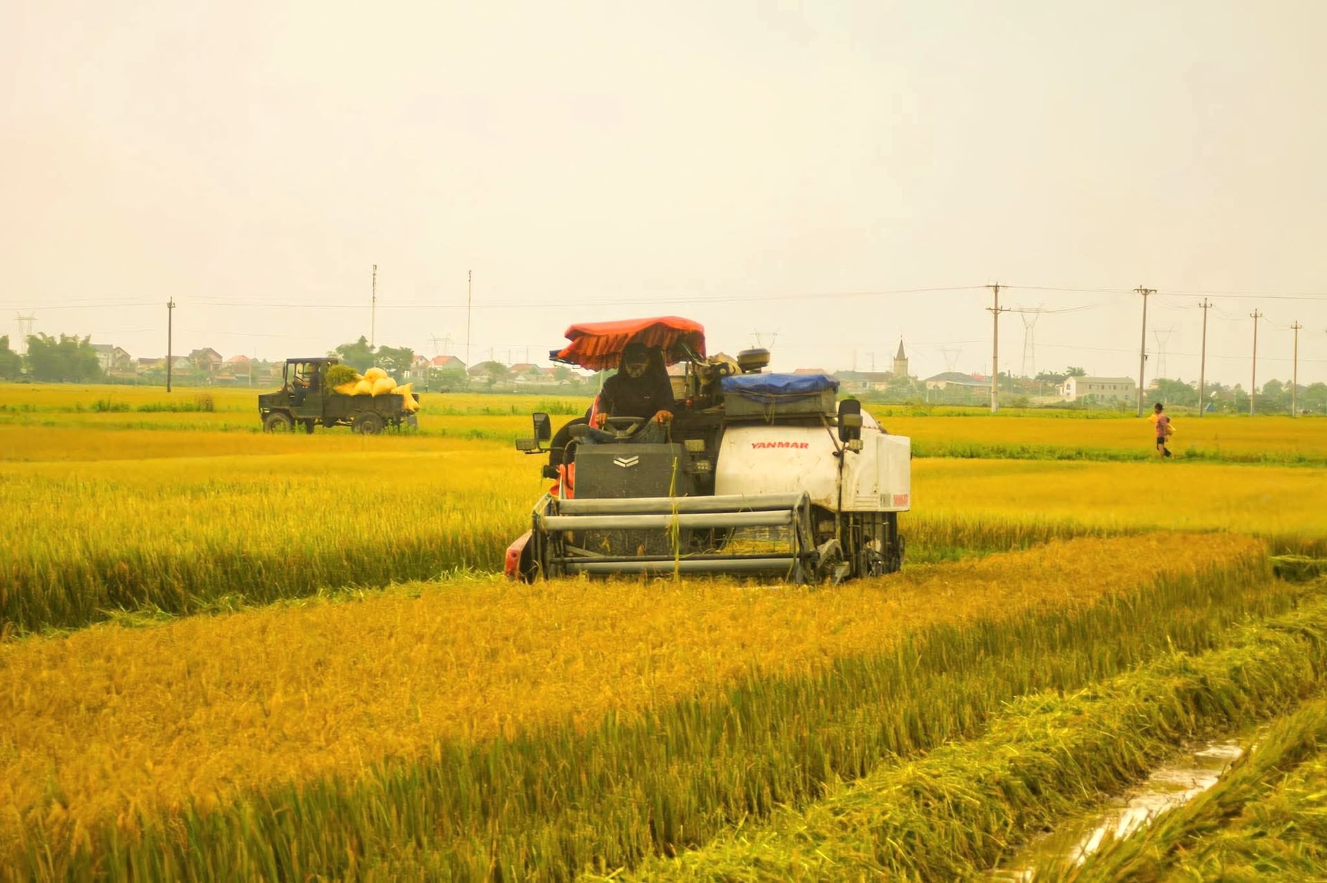 Quảng Trị: Đặt hàng trước hướng đi giúp nông dân yên tâm sản xuất