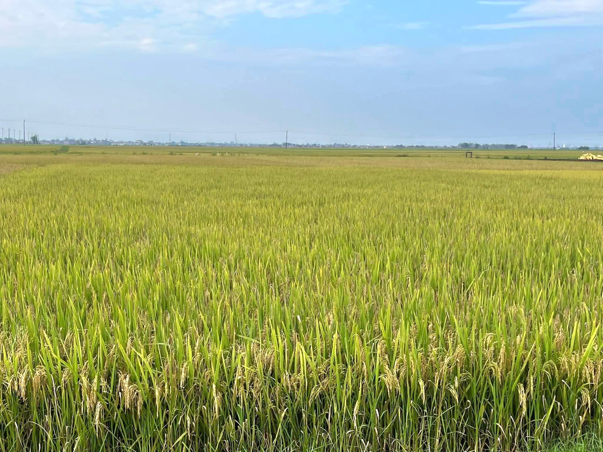 Quảng Trị: Đặt hàng trước hướng đi giúp nông dân yên tâm sản xuất