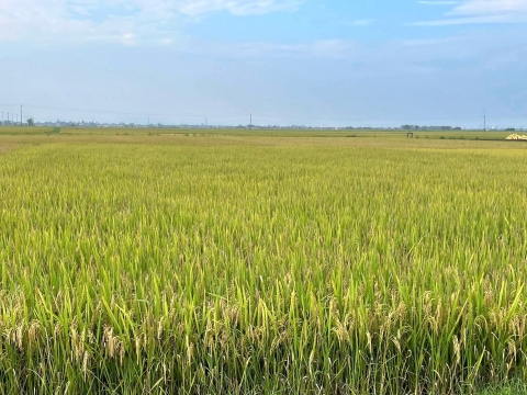 quang tri dat hang truoc huong di giup nong dan yen tam san xuat
