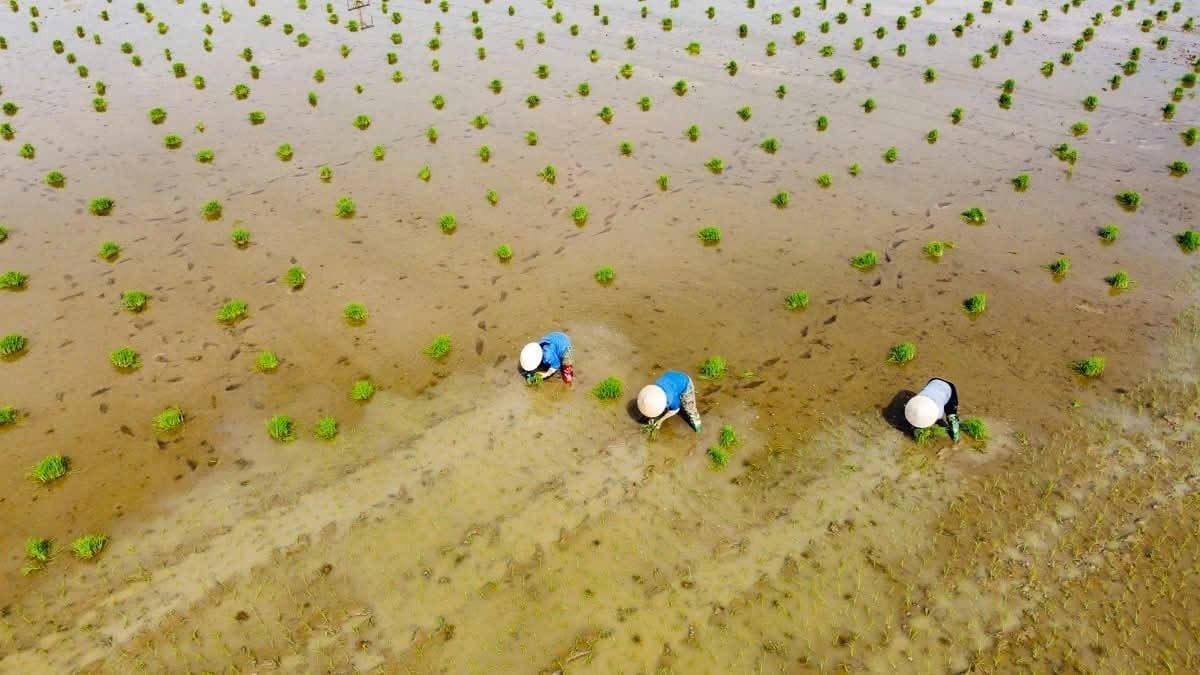 Quyết định được xây dựng nhằm tạo hành lang pháp lý thống nhất để các địa phương triển khai đánh giá, công nhận NTM trong giai đoạn mới, đồng thời nâng cao chất lượng các tiêu chí, hướng tới mục tiêu phát triển nông thôn hiện đại, bền vững. Ảnh: Trịnh Tâm.