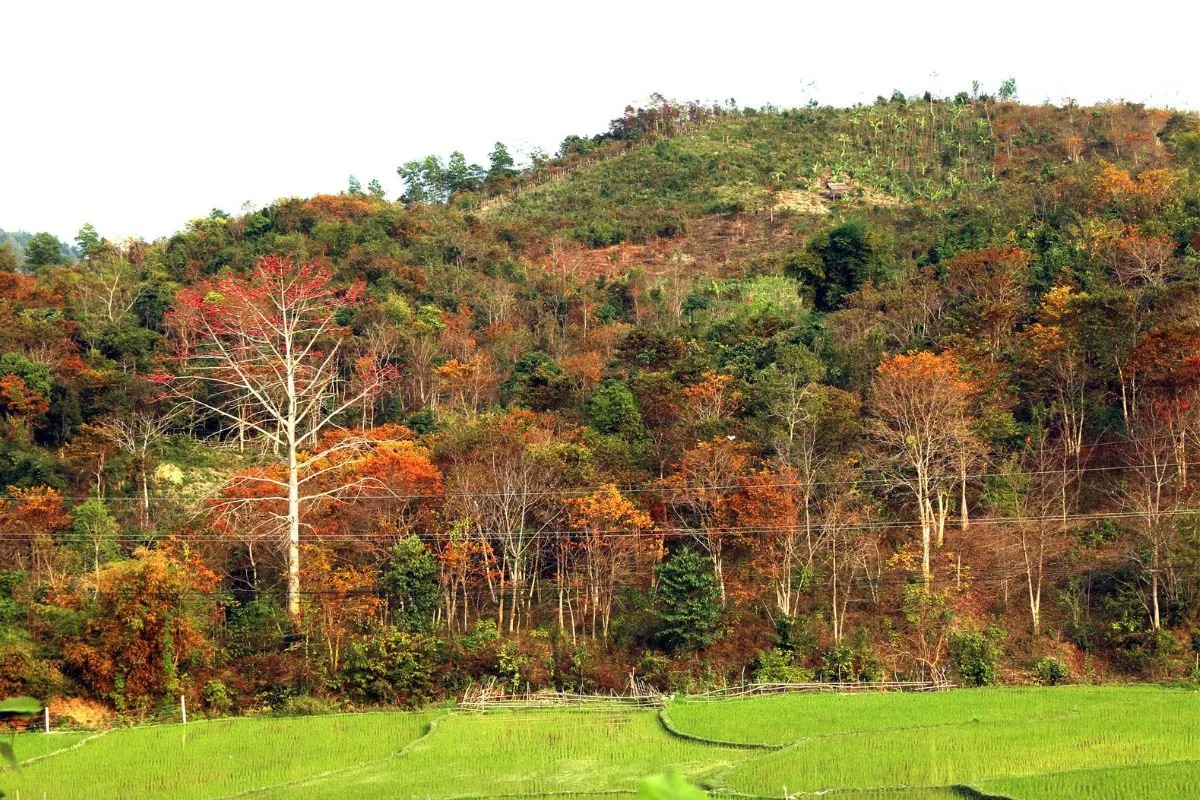 Tháng ba Ba trở lại, như một lời  hẹn mà núi rừng dành riêng  cho những kẻ lữ hành hay  nhớ. 