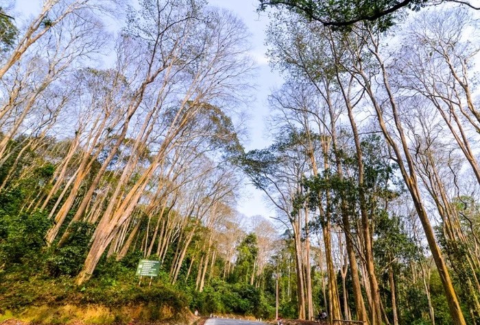 Khung cảnh đẹp tựa tranh vẽ của rừng cây săng lẻ tại Nghệ An 