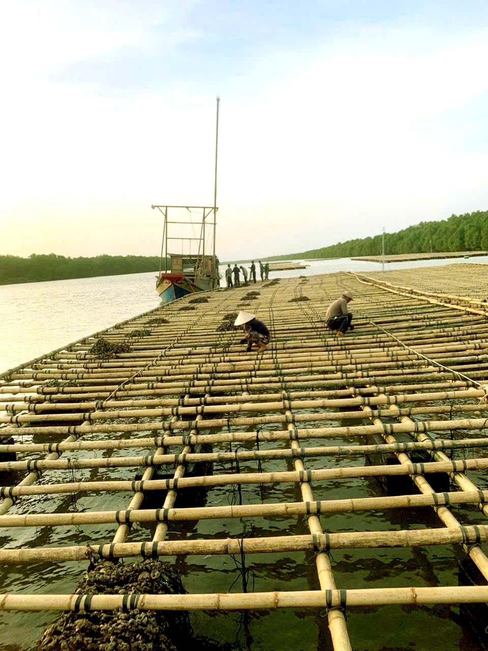 Nuôi hàu đại dương - Khát vọng vươn mình ra biển lớn