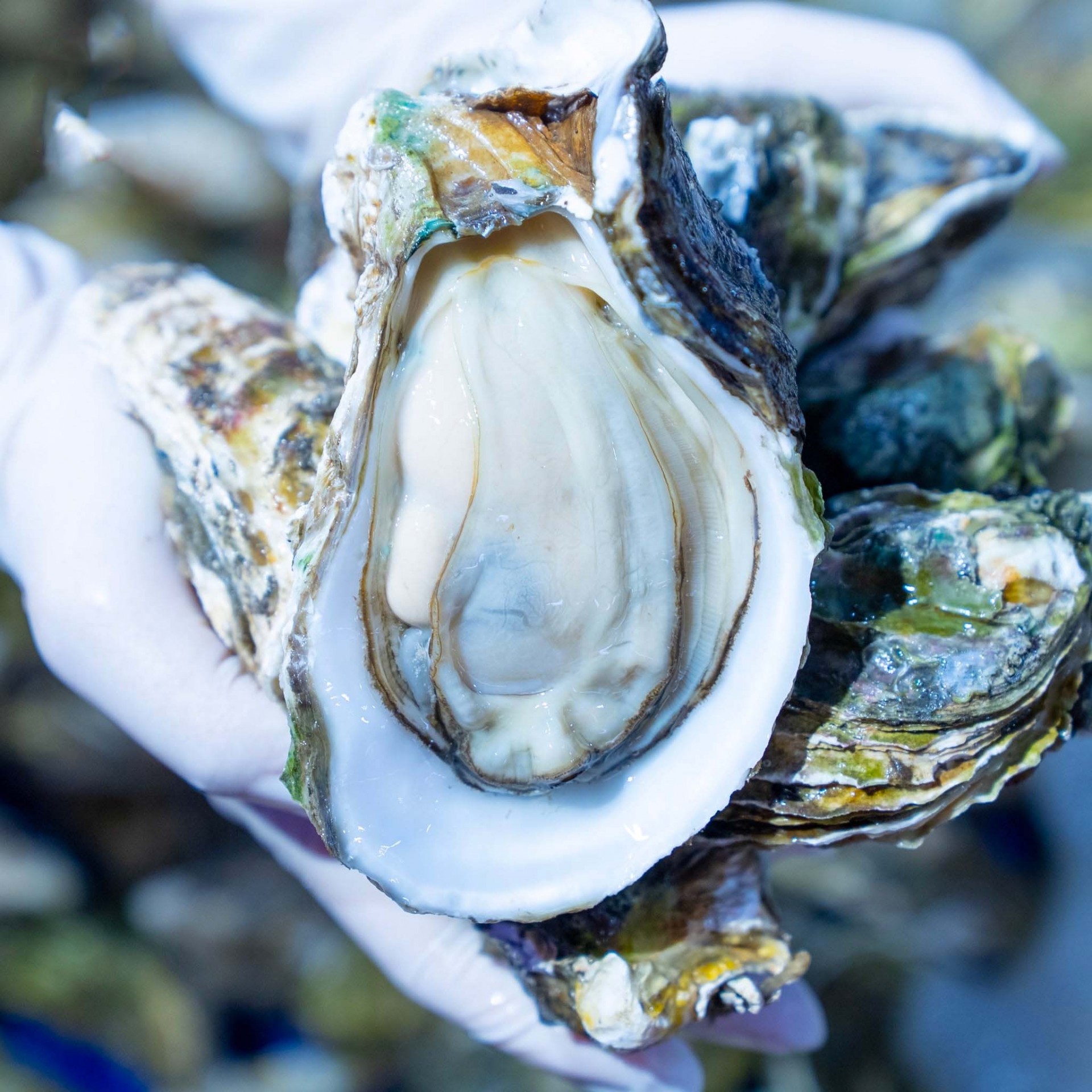 Nuôi hàu đại dương - Khát vọng vươn mình ra biển lớn