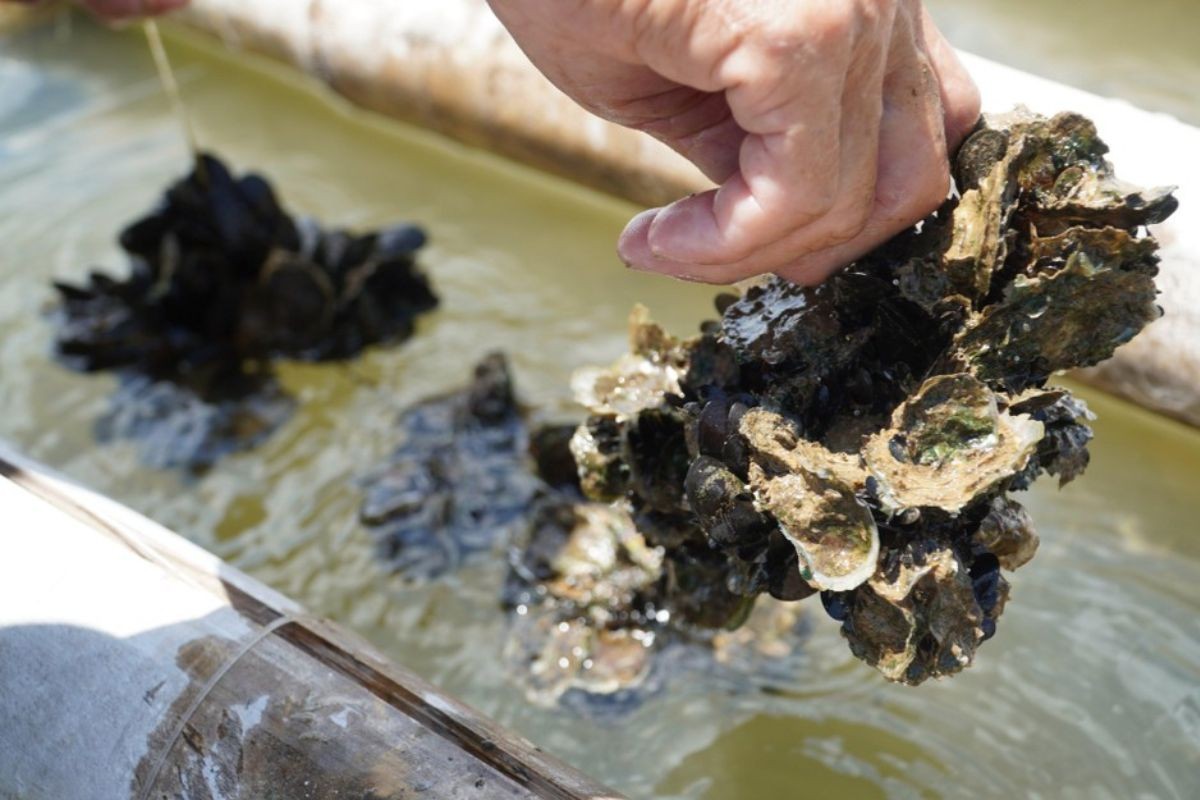 Nuôi hàu đại dương - Khát vọng vươn mình ra biển lớn