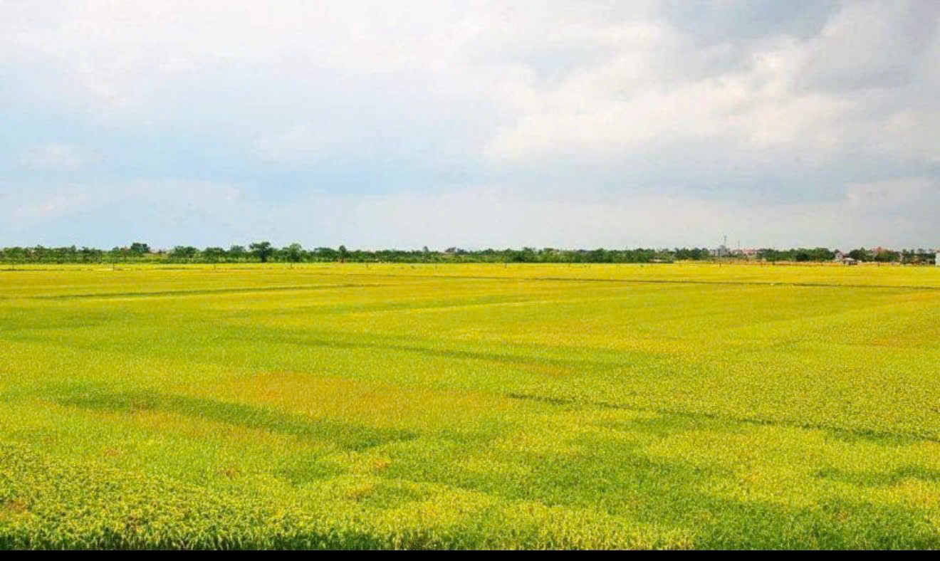 “Cánh đồng lúa nước tại Gia Lai - biểu tượng cho sự chuyển mình mạnh mẽ trong sản xuất nông nghiệp của đồng bào dân tộc thiểu số.” 