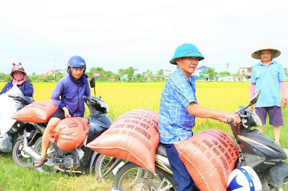 Năng suất vụ lúa xuân năm nay cao hơn năm trước, nên bà con rất phấn khởi.