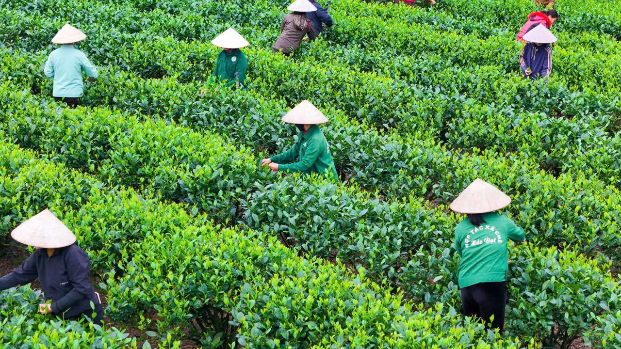 Thái Nguyên có 13 sản phẩm OCOP 5 sao