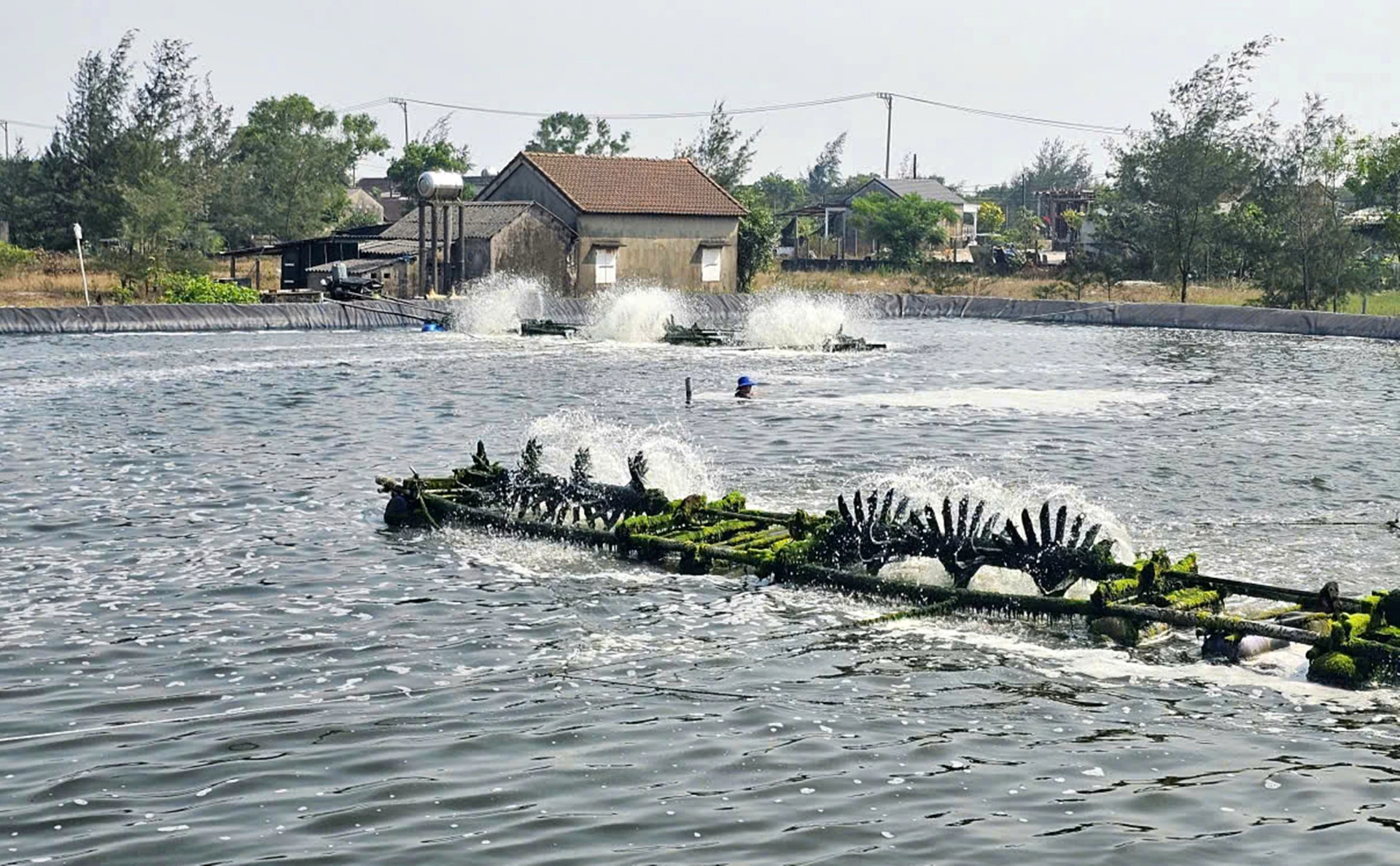 Mở hướng làm giàu từ nuôi cá kình