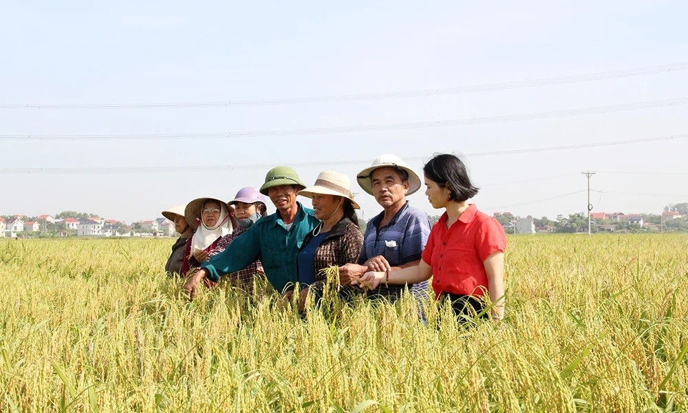 Nông nghiệp tiếp tục là ngành kinh tế nền tảng của xã. ẢNh Mộc Lam