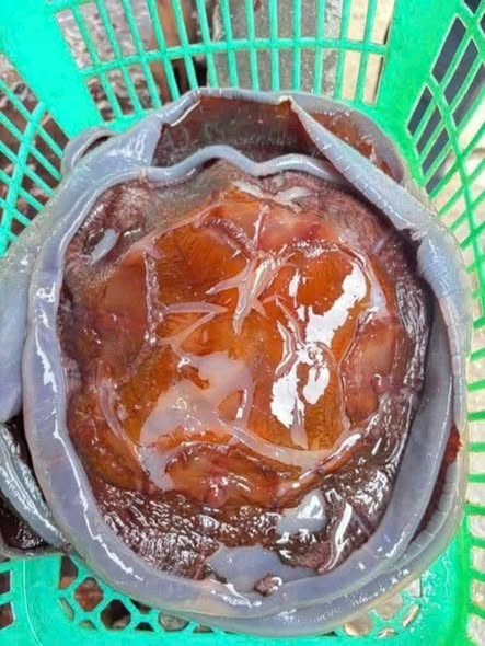 Lộc biển