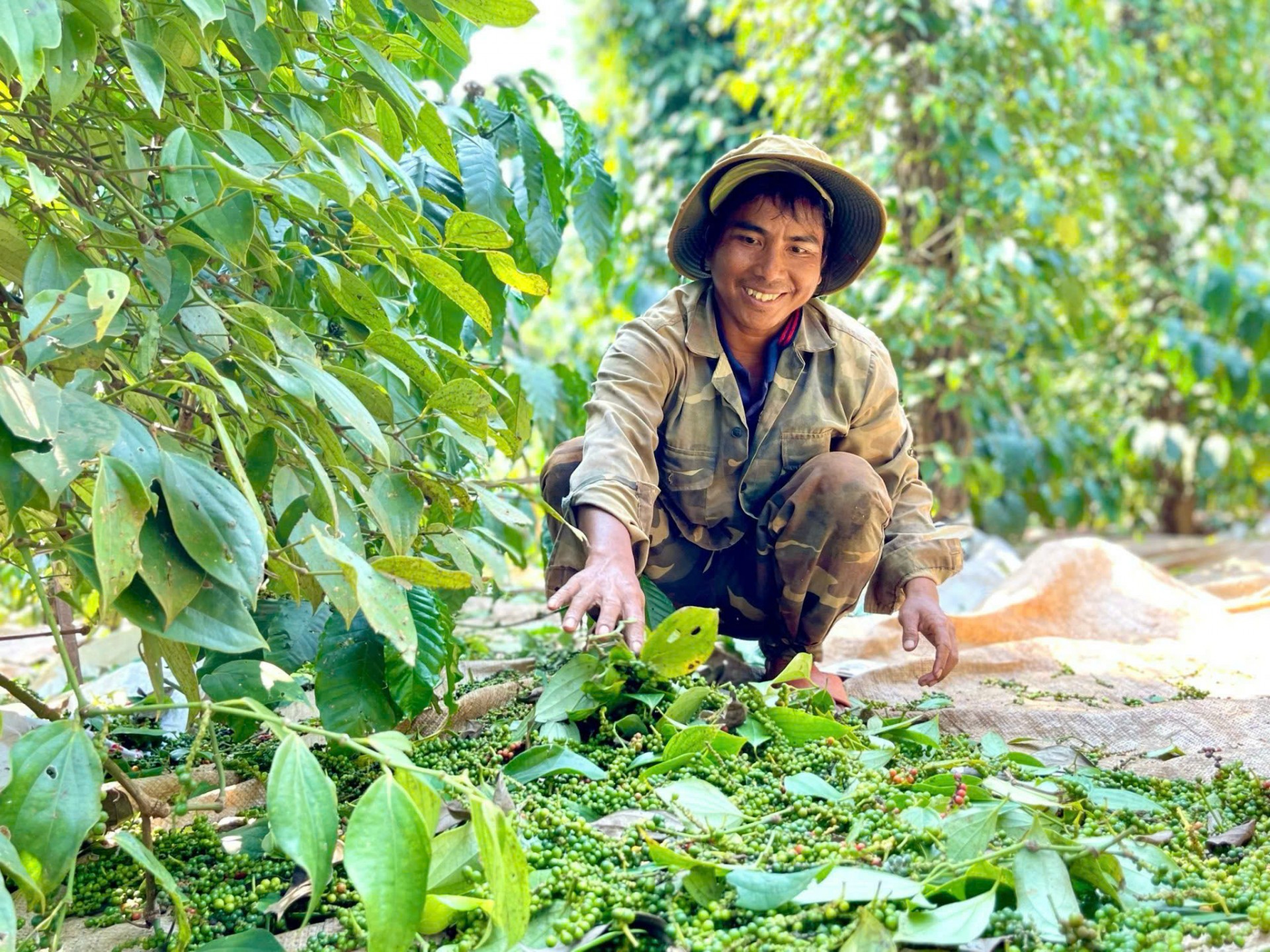 Từ “thủ phủ” hồ tiêu đến OCOP 5 sao