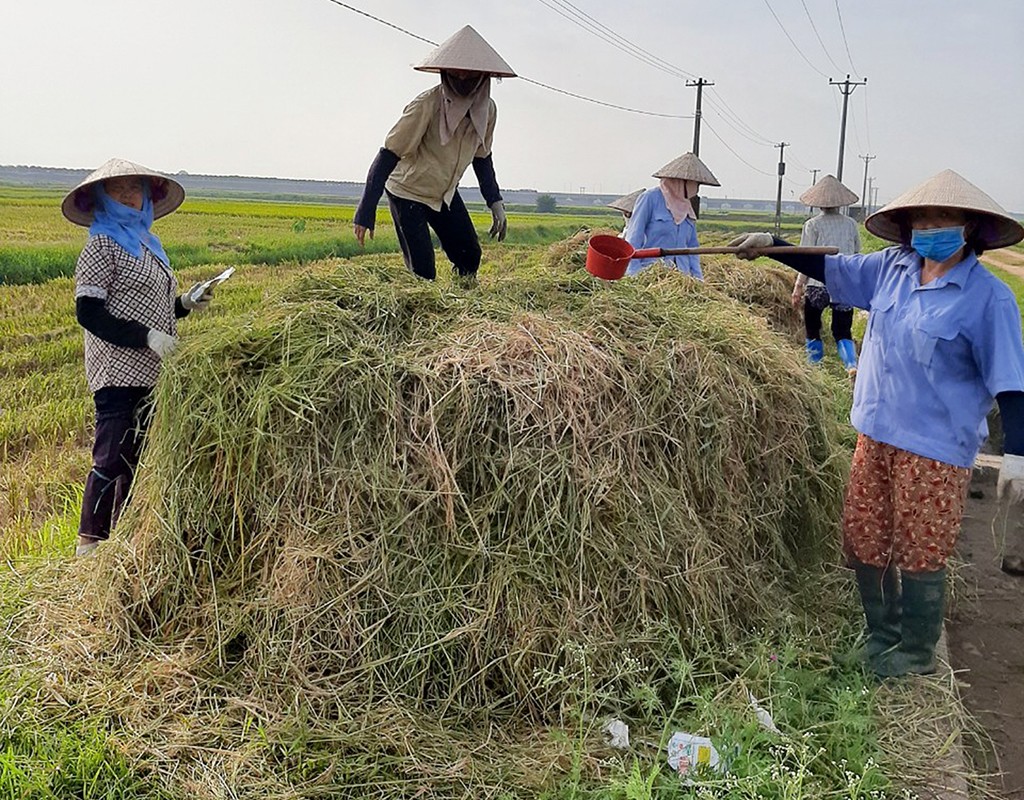 Nông dân Vĩnh Long tận dụng phụ phẩm nông nghiệp trồng khoai lang tím Nông dân Vĩnh Long tận dụng phụ phẩm nông nghiệp trồng khoai lang tím