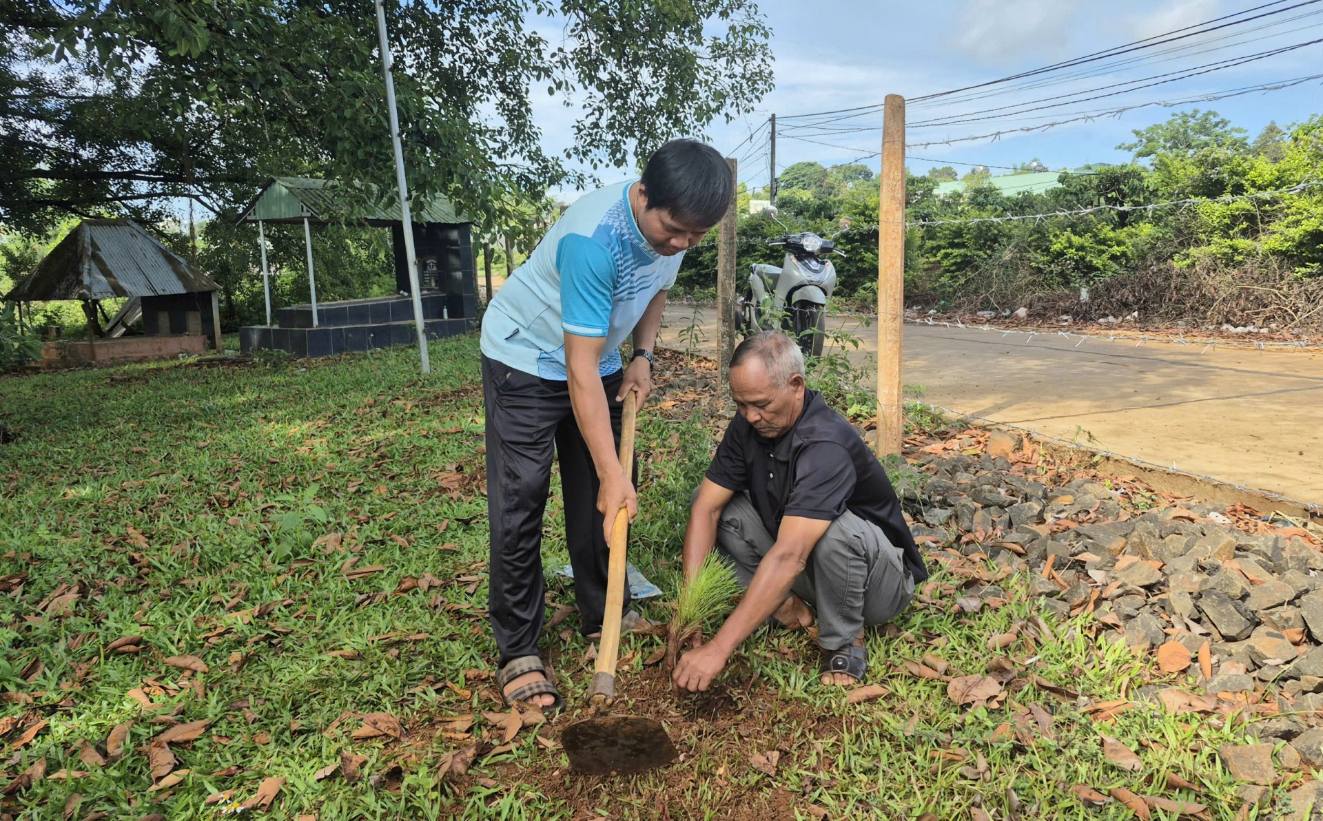 Gia Lai: Phường Pleiku trồng 120 cây thông ba lá tại làng Ơp